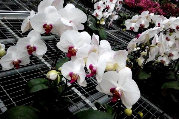 石斛蘭怎么養(yǎng) 石斛蘭花養(yǎng)殖方法與注意事項(xiàng)