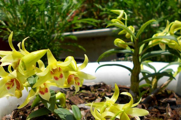 石斛蘭怎么養(yǎng) 石斛蘭花養(yǎng)殖方法與注意事項(xiàng)