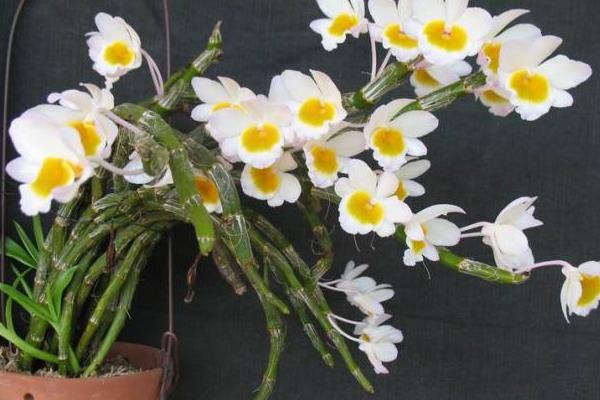 石斛蘭怎么養(yǎng) 石斛蘭花養(yǎng)殖方法與注意事項(xiàng)