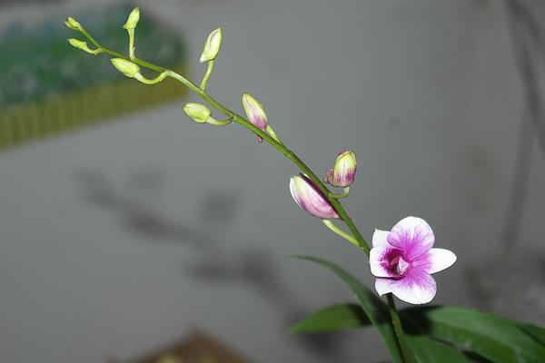 石斛蘭怎么養(yǎng) 石斛蘭花養(yǎng)殖方法與注意事項(xiàng)