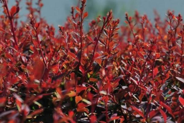 紫葉小檗盆景怎么制作 紫葉小檗盆栽養(yǎng)殖方法與注意事項(xiàng)