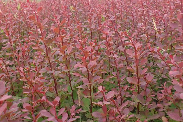 紫葉小檗盆景怎么制作 紫葉小檗盆栽養(yǎng)殖方法與注意事項(xiàng)