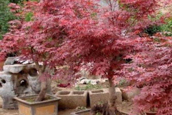 紫葉小檗盆景怎么制作 紫葉小檗盆栽養(yǎng)殖方法與注意事項(xiàng)