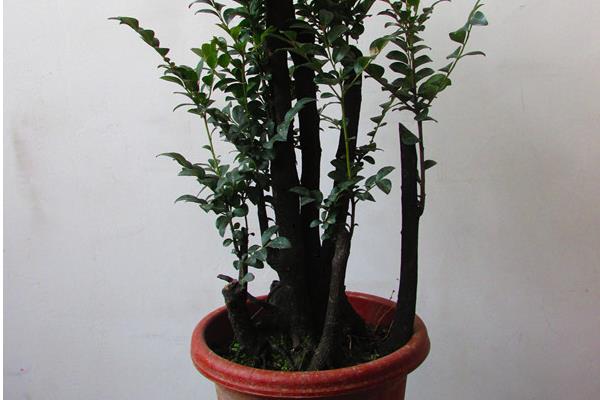 小葉紫檀發黑了怎么辦  小葉紫檀盆景種植方法