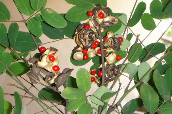 海紅豆和相思子的區別是什么 海紅豆的種植方法