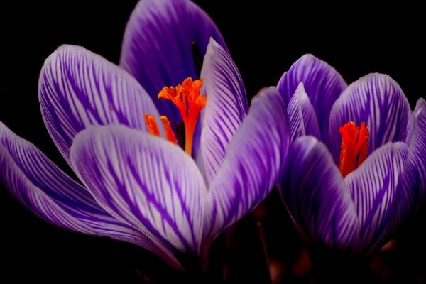 藏紅花不適宜人群 藏紅花喝多久有效果