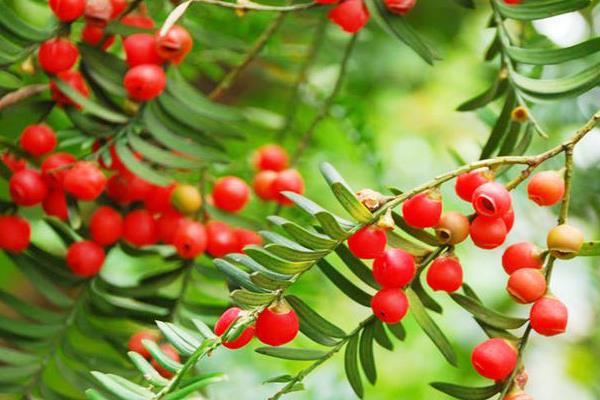 紅豆杉果實有毒嗎 紅豆杉果實可以吃嗎