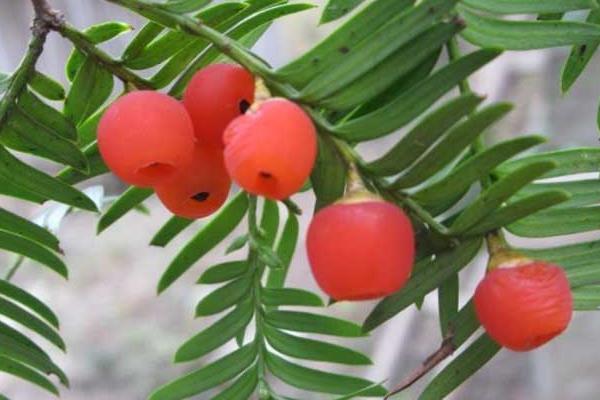 紅豆杉果實有毒嗎 紅豆杉果實可以吃嗎