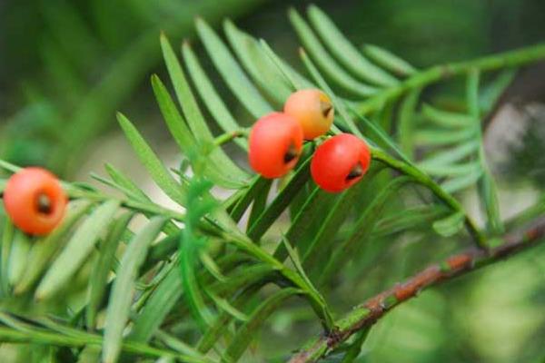 紅豆杉果實有毒嗎 紅豆杉果實可以吃嗎