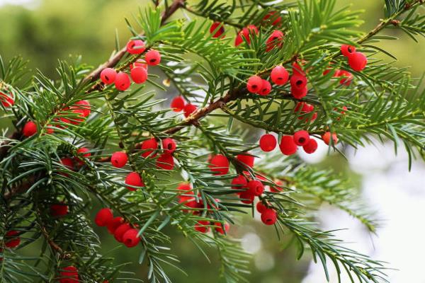 紅豆杉果實有毒嗎 紅豆杉果實可以吃嗎