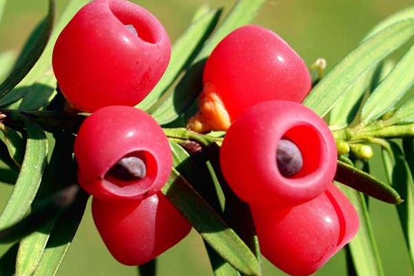 紅豆杉果實有毒嗎 紅豆杉果實可以吃嗎