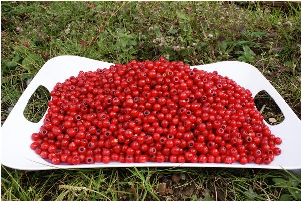 紅豆杉果實有毒嗎 紅豆杉果實可以吃嗎