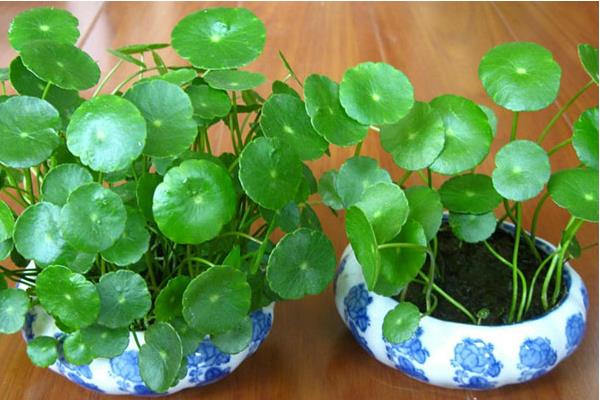 銅錢草葉子發黃變黑怎么辦  銅錢草怎么種