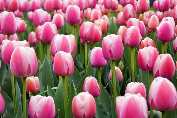 送郁金香代表什么意思（送多少朵） 郁金香適合送什么人