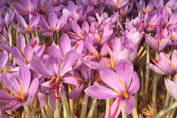 喝藏紅花能去黃褐斑嗎  藏紅花怎么挑選