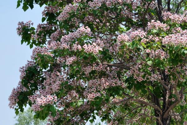 楸樹苗市場價格多少錢一棵（3公分、4公分、5公分等）  楸樹怎么種