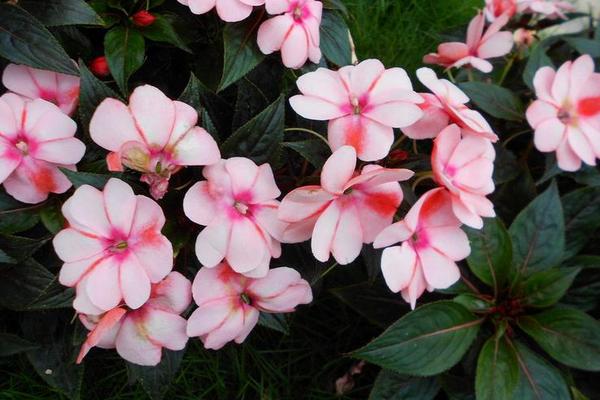 鳳仙花種子怎么種 鳳仙花的生長過程