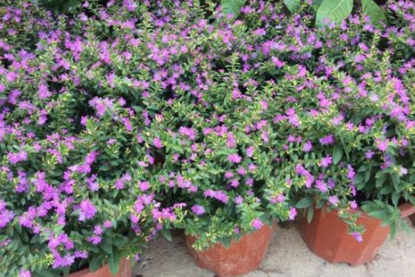 滿天星功效與作用及禁忌 滿天星花有毒嗎