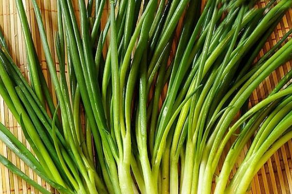 小香蔥種子市場價格多少錢一斤 香蔥陽臺盆栽種植方法