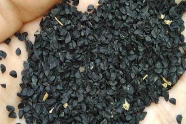 小香蔥種子市場價格多少錢一斤 香蔥陽臺盆栽種植方法