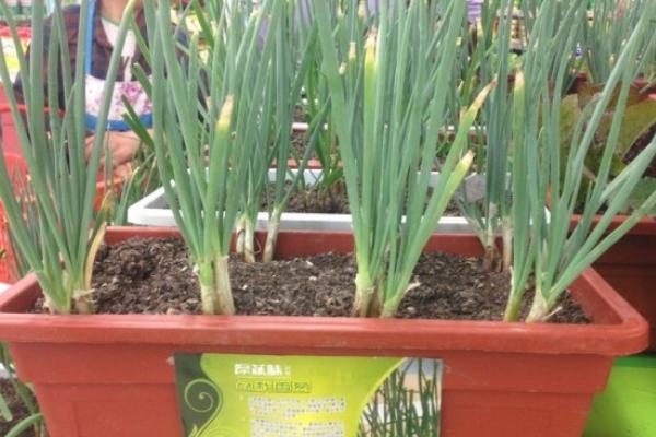小香蔥種子市場價格多少錢一斤 香蔥陽臺盆栽種植方法