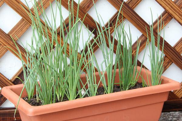 小香蔥種子市場價格多少錢一斤 香蔥陽臺盆栽種植方法