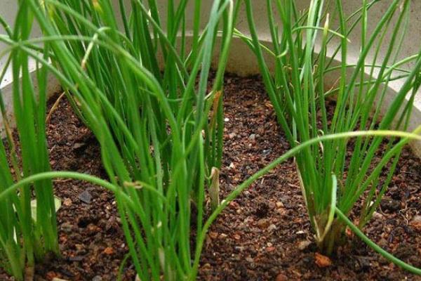 小香蔥種子市場價格多少錢一斤 香蔥陽臺盆栽種植方法