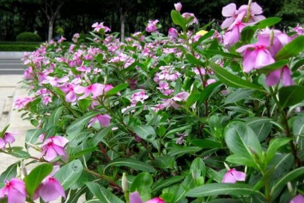 長春花怎么養 長春花的養殖方法與注意事項