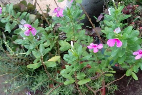 長春花怎么養 長春花的養殖方法與注意事項