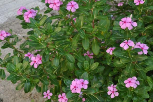 長春花怎么養 長春花的養殖方法與注意事項