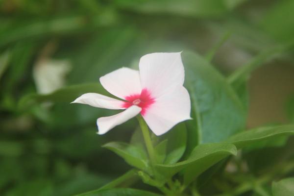 長春花怎么養 長春花的養殖方法與注意事項