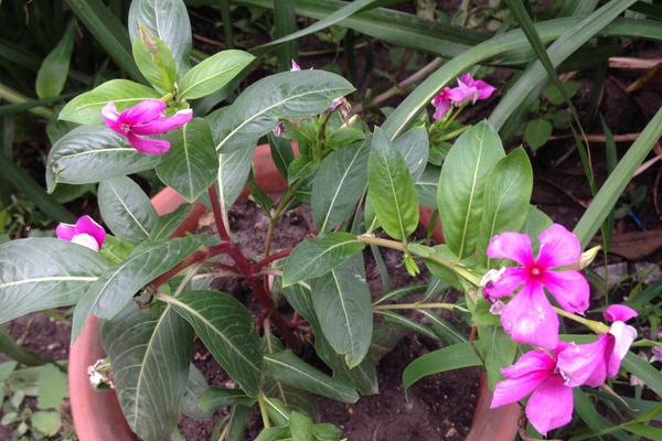 長春花怎么養 長春花的養殖方法與注意事項