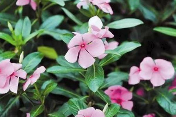 長春花怎么養 長春花的養殖方法與注意事項