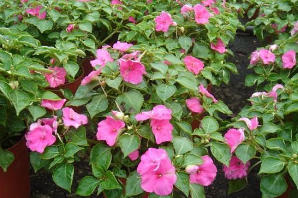 鳳仙花有毒嗎 鳳仙花能在室內養嗎