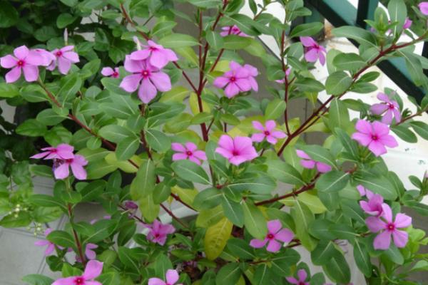 長春花圖片大全 長春花有哪些品種 長春花花語