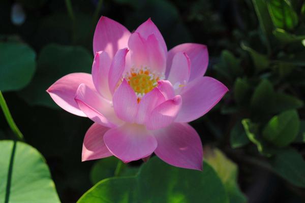 碗蓮和荷花的區別是什么 碗蓮怎么養殖