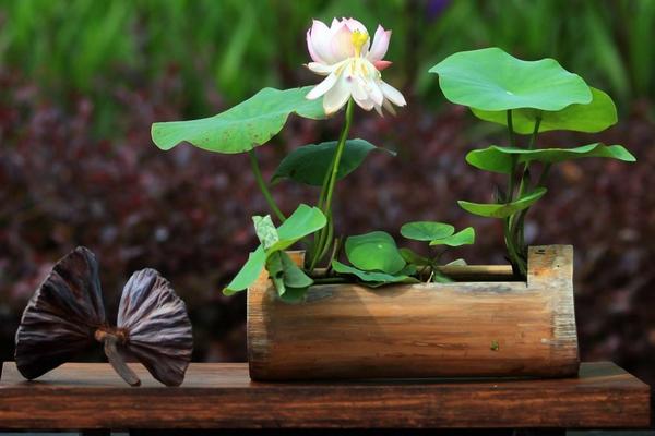 碗蓮什么時候開花（幾月） 碗蓮不開花怎么回事