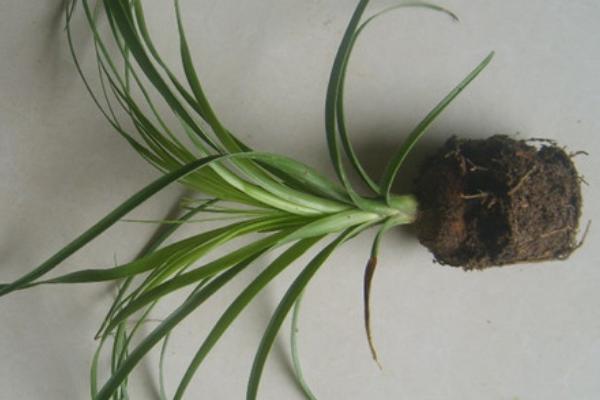 酒瓶蘭開花嗎（什么時候開） 酒瓶蘭花期是幾月