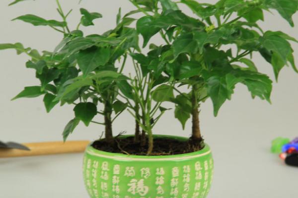 平安樹放在家庭室內哪個位置好（風水作用） 室內養平安樹的好處