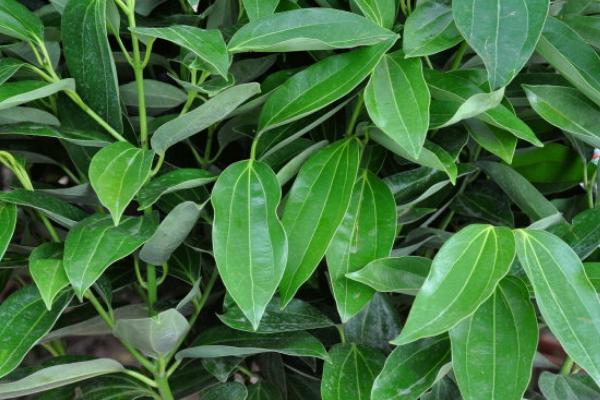 平安樹葉子發(fā)黃怎么辦 平安樹掉葉子的原因及解決方法