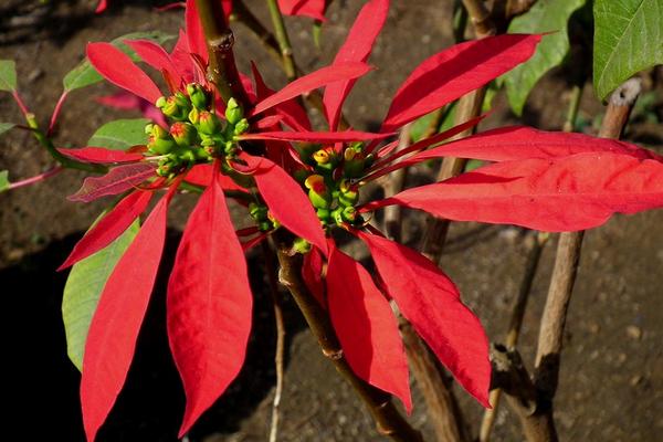 一品紅有毒嗎 一品紅能放在室內(nèi)臥室嗎