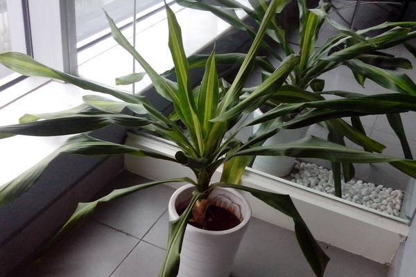 巴西鐵市場價格多少錢盆 巴西鐵的作用