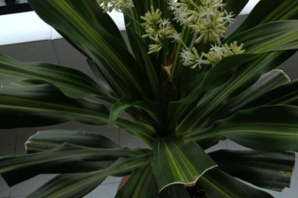 巴西鐵市場價格多少錢盆 巴西鐵的作用