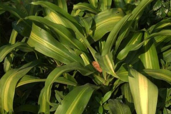 巴西鐵市場價格多少錢盆 巴西鐵的作用