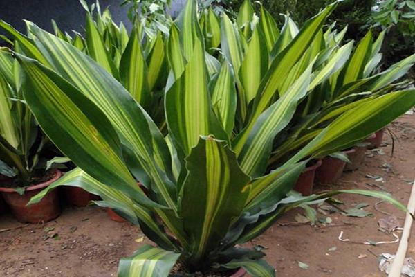 巴西鐵市場價格多少錢盆 巴西鐵的作用