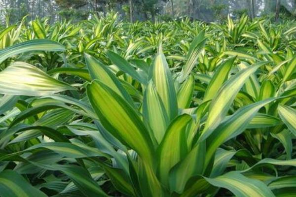 巴西鐵市場價格多少錢盆 巴西鐵的作用