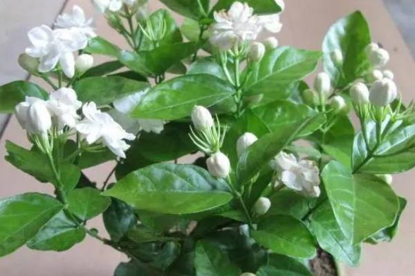 茉莉花產(chǎn)地在哪里 茉莉花是什么顏色的