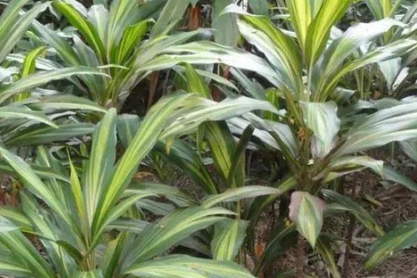 巴西鐵怎么養(yǎng) 巴西鐵養(yǎng)殖方法與注意事項