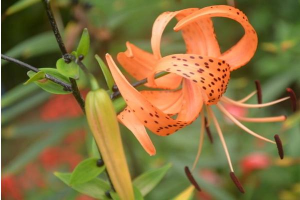 卷丹怎么養 卷丹養殖方法與注意事項