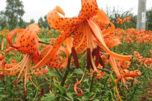 卷丹怎么養 卷丹養殖方法與注意事項